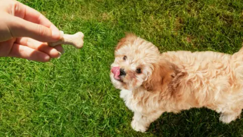 Simple Dog Treats Recipe