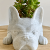 Mini French Bulldog Succulent Planter