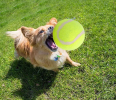 Dog Tennis Balls (20 pack)