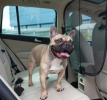 Happy Ride Front Car Seat Barrier for Dogs