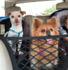 Isolation Net for Vehicle Backseat for Dogs