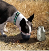 Dog Travel Water Bottle - Small