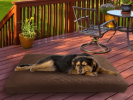 Water Resistant Memory Foam Dog Bed