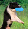 Silicone Frisbee Style Flying Disc Dog Toy