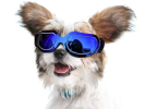 Small Dog Goggles