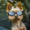 Small Dog Goggles