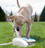 Dog Step on Water Fountain