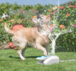 Dog Step on Water Fountain