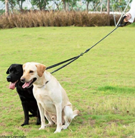 No Tangle Dual Dog Leash