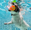 Active Rolling Ball for Dogs