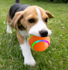 Active Rolling Ball for Dogs