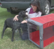 Collapsible Travel Pop-up Dog Crate