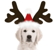 Holiday Reindeer Antlers for Dogs