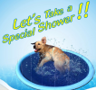 Water Splash Pool for Dogs