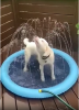 Water Splash Pool for Dogs