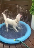 Water Splash Pool for Dogs