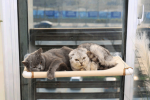 Window Hammock for Cats