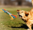 'Chewzzlers' Dog Chew Toy