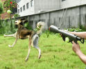 Tennis Ball Gun for Dogs