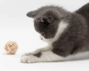 Rattan Woven Bell Ball Feather Funny Cat Toy