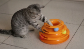 Fun Ball Turntable Tower for Feline Play