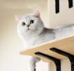 Feline Wall Climbing Ladder with Perches