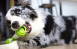 Happy Bouncing Bone Interactive Toy for Dogs