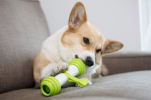 Happy Bouncing Bone Interactive Toy for Dogs