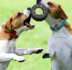 Squeaky Tire Chew Toy or Puppies and Small Dogs