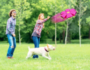 Crazy Saucer Ball an Online Favorite Pet Toy