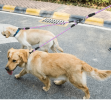 Double Dog Reflective Leash and Lead Combo