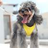 Breathable Dog Harness For Walking Anti Escape Dog Design