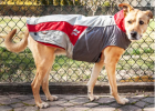 Helios Lotus-Rusher Waterproof 2-in-1 Convertible Dog Jacket w/ Blackshark technology