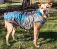 Helios Lotus-Rusher Waterproof 2-in-1 Dog Jacket and Raincoat