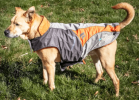 Helios Lotus-Rusher 2-in-1 Dog Jacket with Blackshark technology