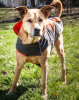 Helios Lotus-Rusher 2-in-1 Dog Jacket with Blackshark technology