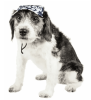 Pet Life Uv Protectant Adjustable Dog Hat Cap