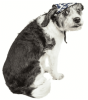 Pet Life Uv Protectant Adjustable Dog Hat Cap