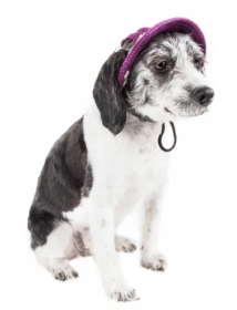 Pet Life Uv Protecting Adjustable Dog Hat (Color2: Purple, size: Medium)