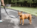 Pet Life 'Aero Mesh' Mesh Dog Leash