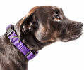 Pet Life 'Aero Mesh' Breathable Adjustable Mesh Dog Collar