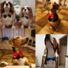 Adjustable Dog Bowtie for Small Dogs and Puppies