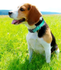 Dog Collars with Soft Neoprene and Nylon and Breathable Padding