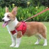 Reflective Harness And Leash Combo for Small Dogs