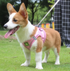 Reflective Harness And Leash Combo for Small Dogs