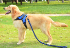 Explosion-Proof Dog Chest Harness with Leash