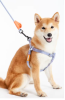 Touchdog 'Macaron'  2-in-1 Durable Nylon Dog Harness and Leash