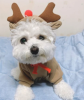 Christmas Reindeer Hoodie for Dogs