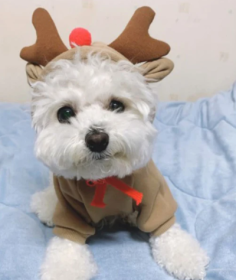 Christmas Reindeer Hoodie for Dogs (size: X Small)