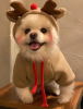 Christmas Reindeer Hoodie for Dogs